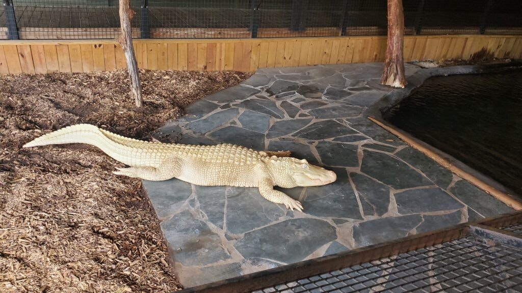 alligator-adventure-004
