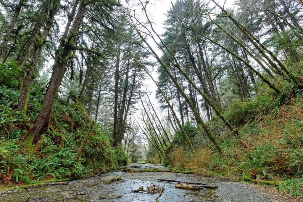 fern-canyon-inside-prairie-creek-redwoods-state-park-003