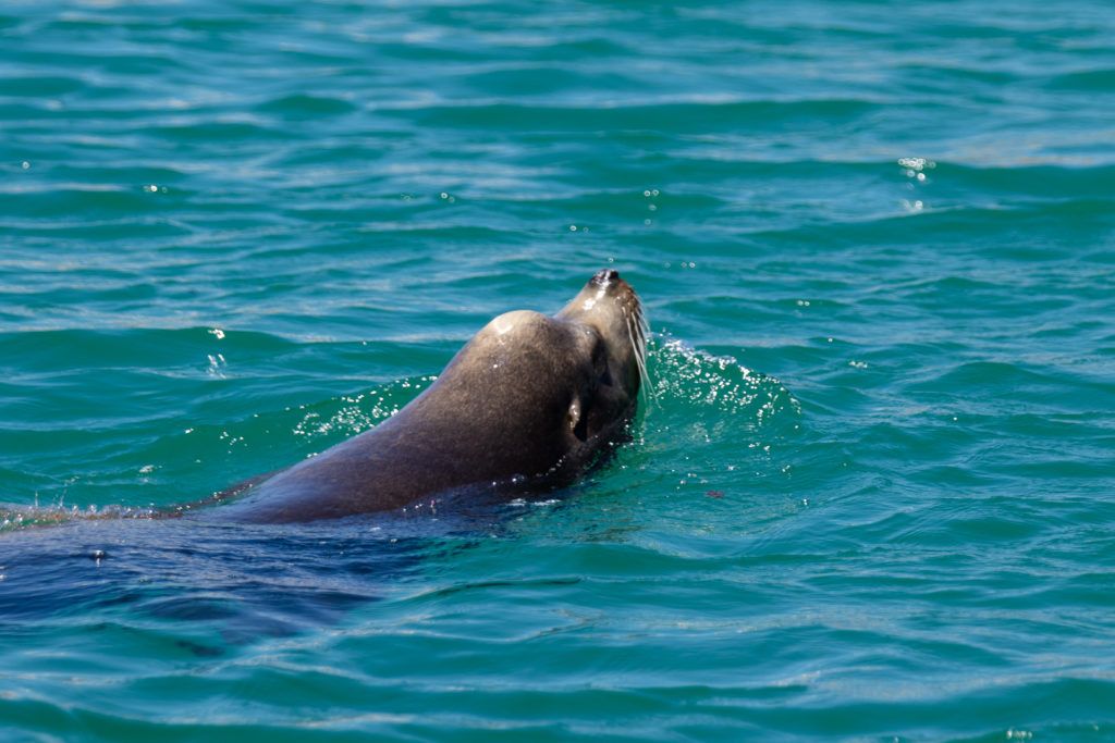 bird-island-isla-san-jorge-024