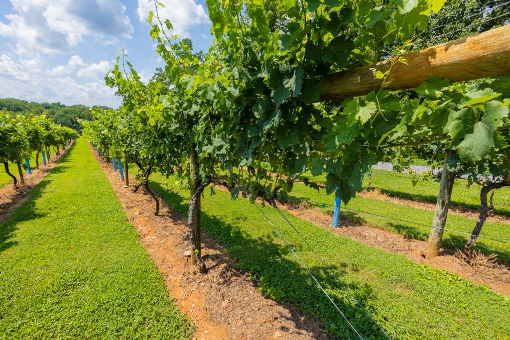 fables-and-feathers-winery-013