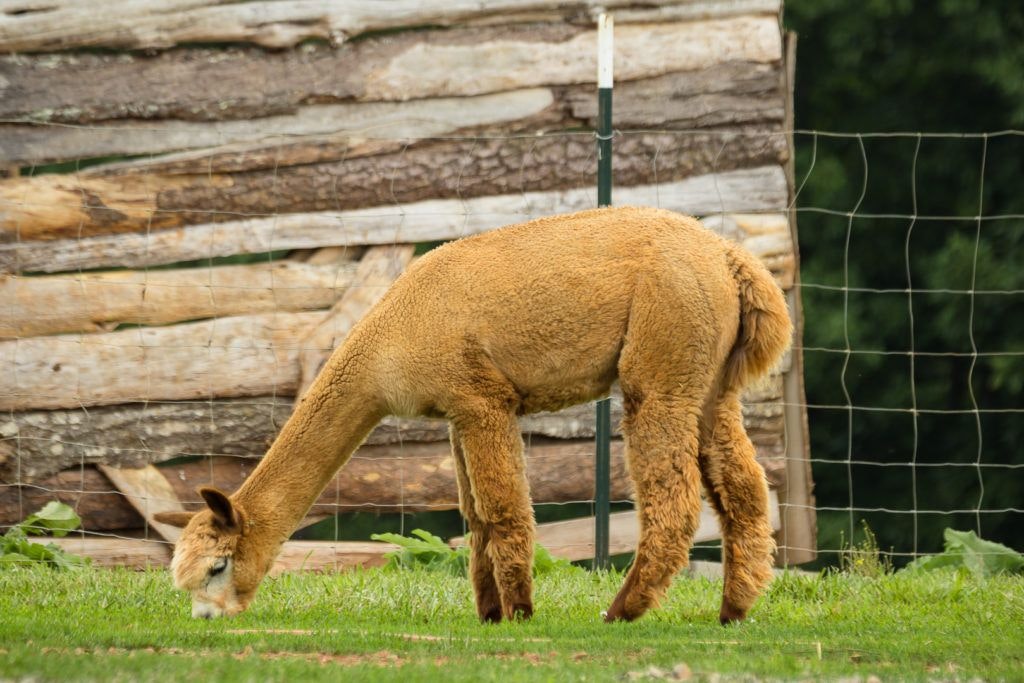 smith-mountain-lake-farm-alpacas-002