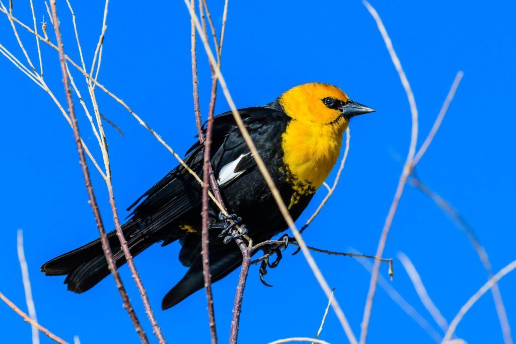 henderson-bird-viewing-preserve-002
