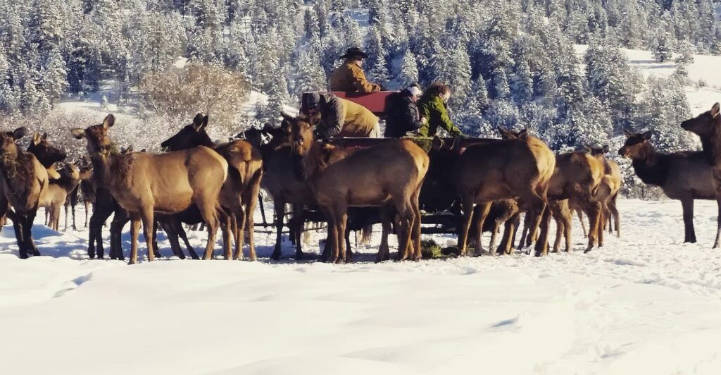 idaho-sleigh-rides-002