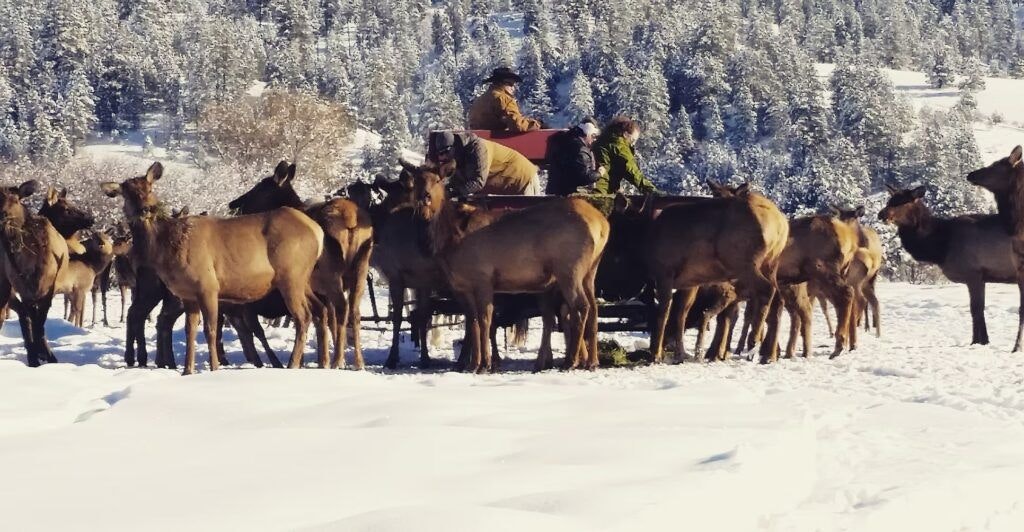 idaho-sleigh-rides-002