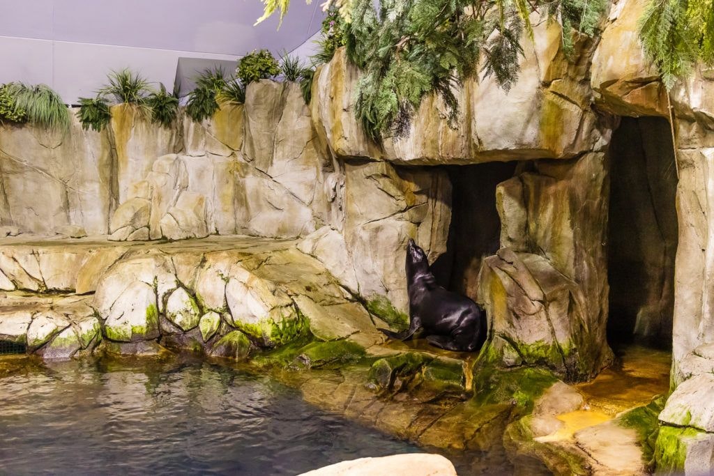 moody-gardens-pyramids-026